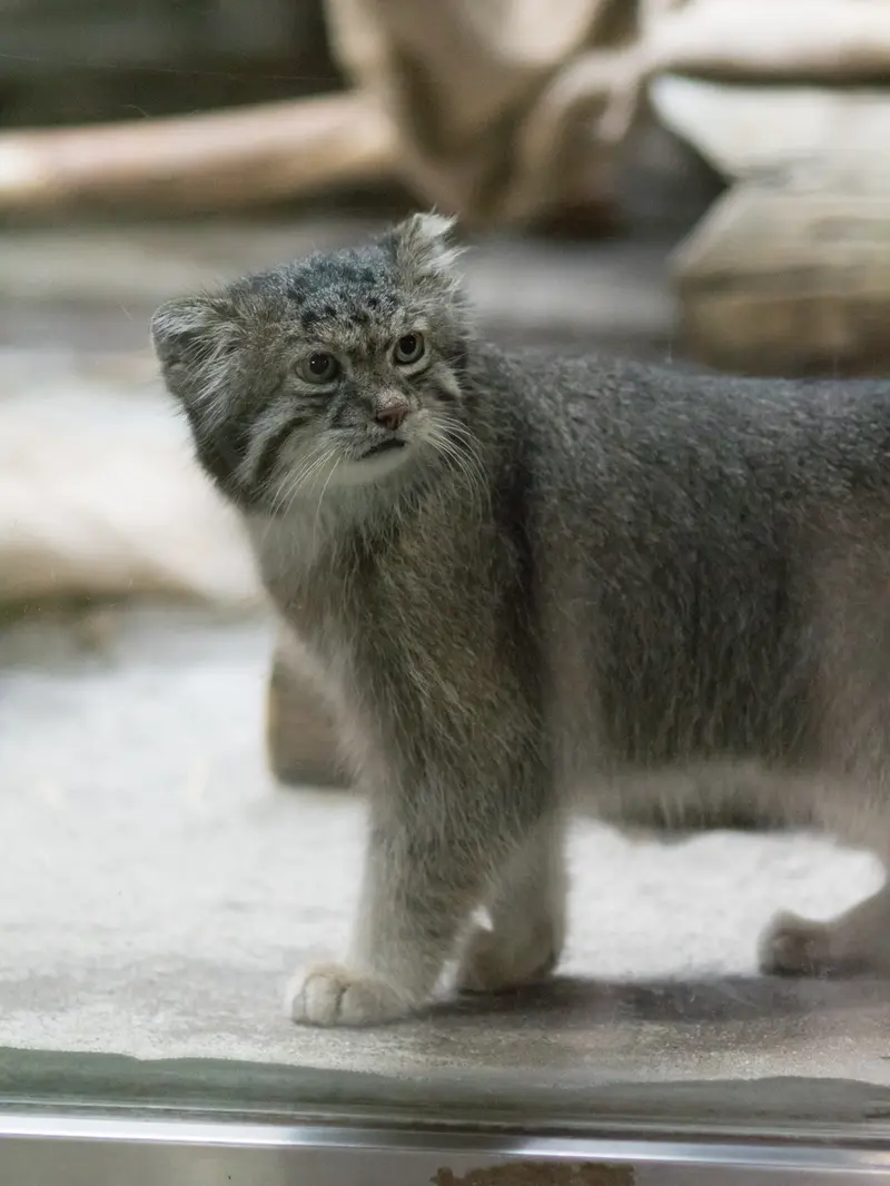 A photograph of Klyon in Ueno Zoological Gardens