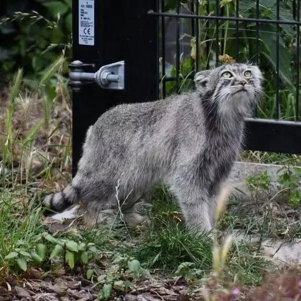 A photograph of a Pallas's cat in Bio-Topia Dunkerque