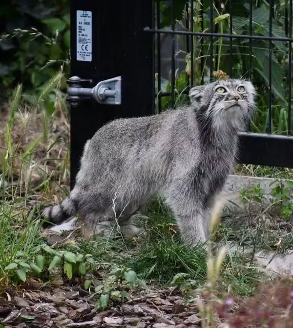 A photograph of a Pallas's cat in Bio-Topia Dunkerque