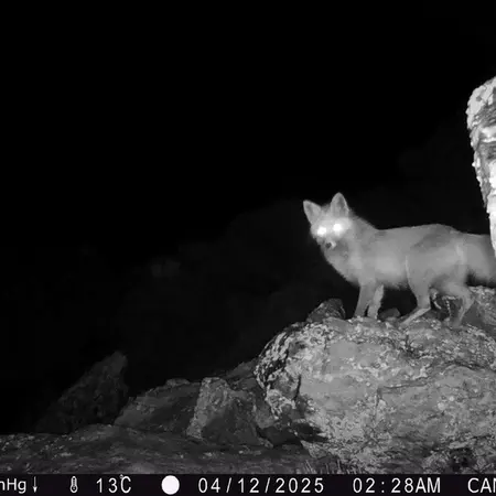 A photograph of Red fox from Zhundy 2 [new] camera trap