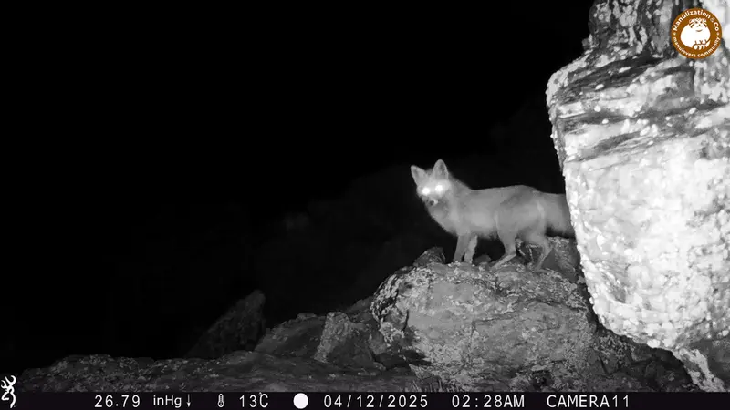 A photograph of Red fox from Zhundy 2 [new] camera trap