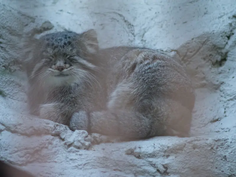 A photograph of Figa in Nogeyama Zoo