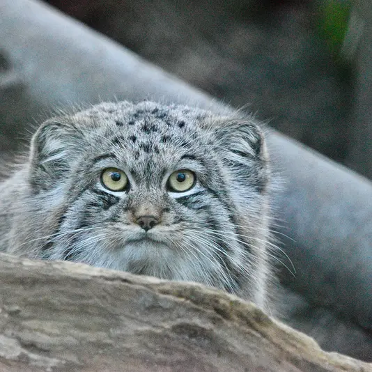 A photograph of Altai in Port Lympne Wild Animal Park