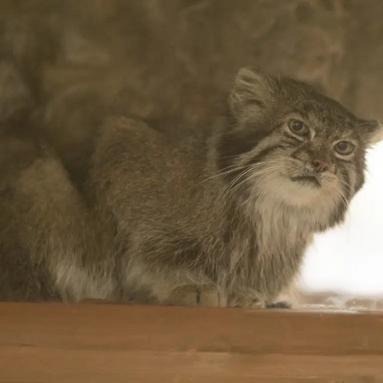 A photograph of Klyon in Ueno Zoological Gardens