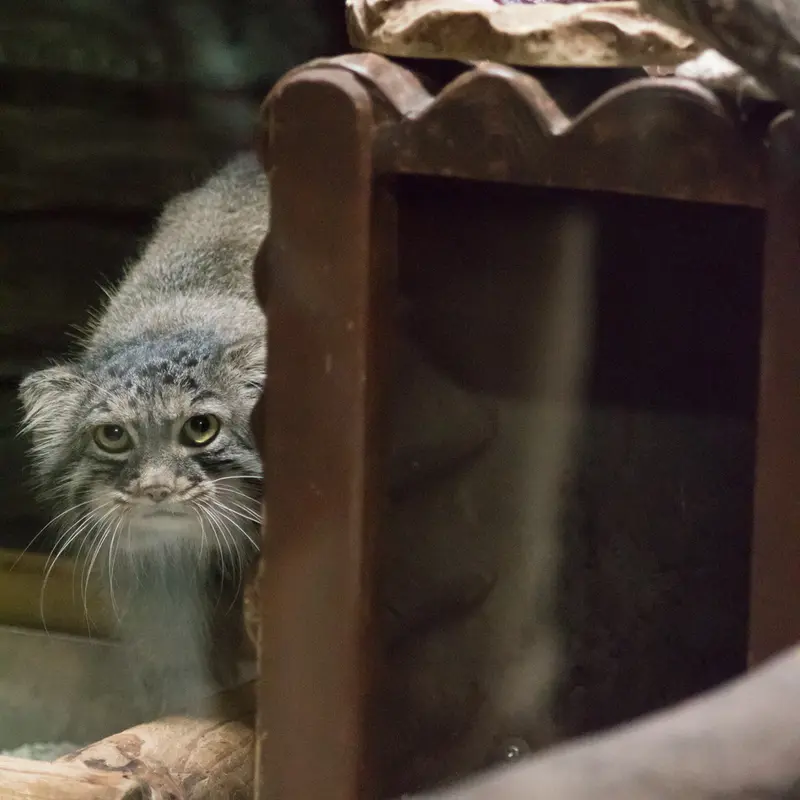 A photograph of Shafran in Ueno Zoological Gardens