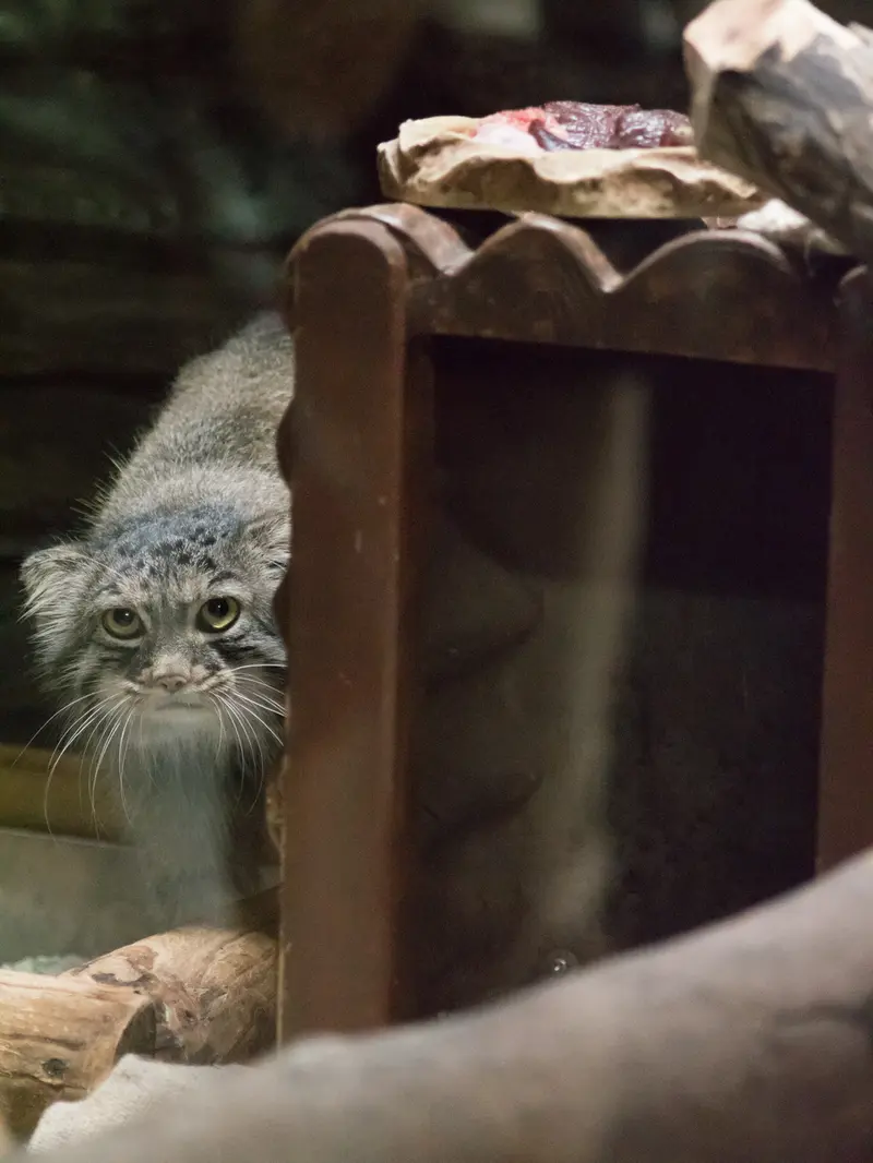 A photograph of Shafran in Ueno Zoological Gardens