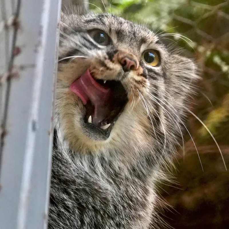 A photograph of Mei in Kobe Animal Kingdom