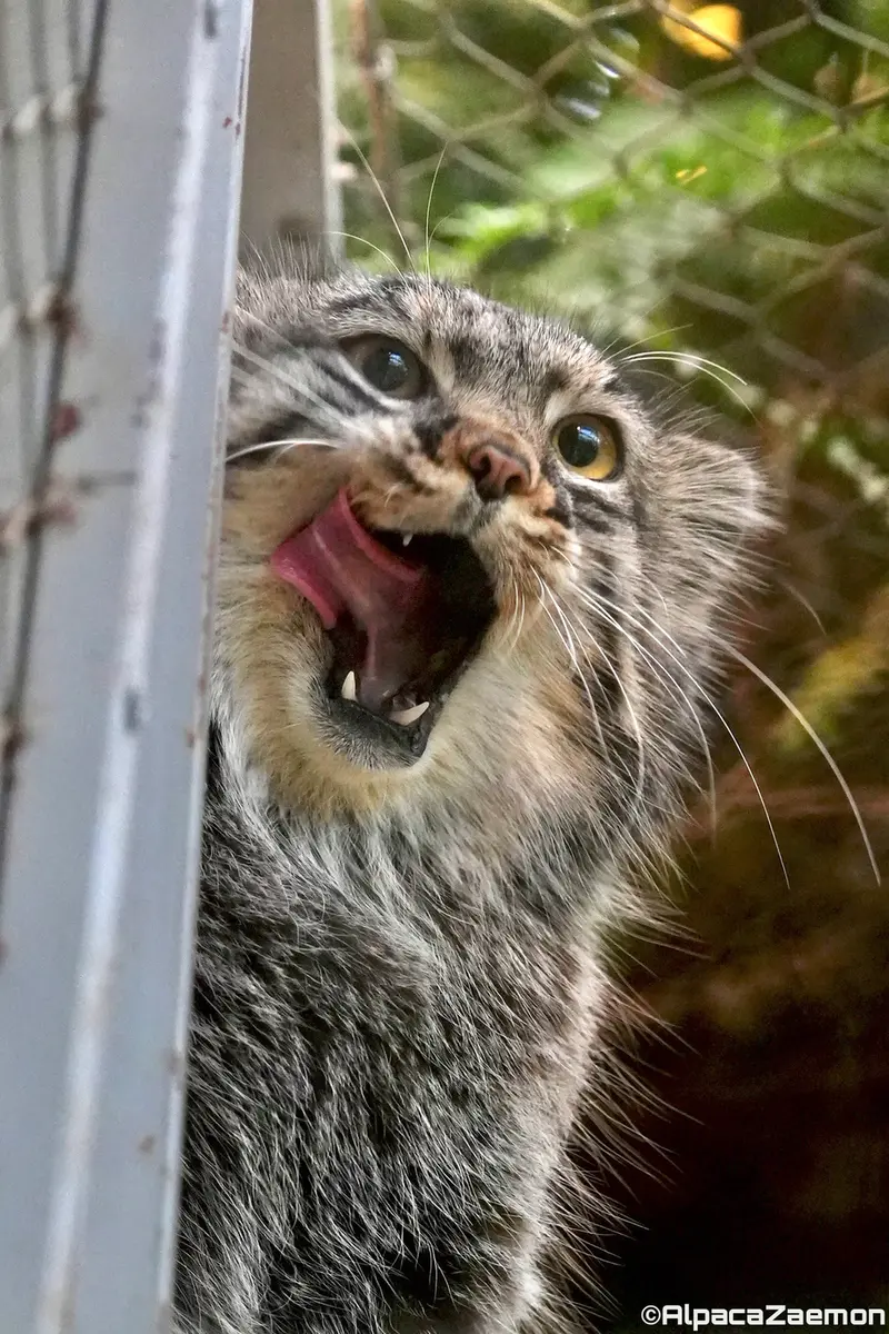 A photograph of Mei in Kobe Animal Kingdom