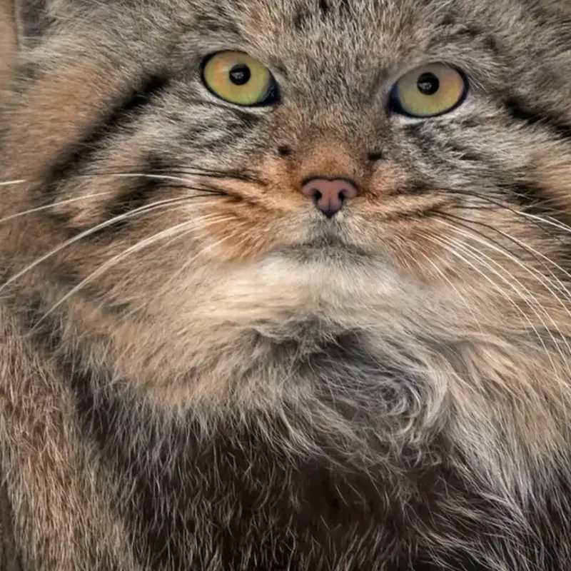 A photograph of a Pallas's cat in Leningrad zoo