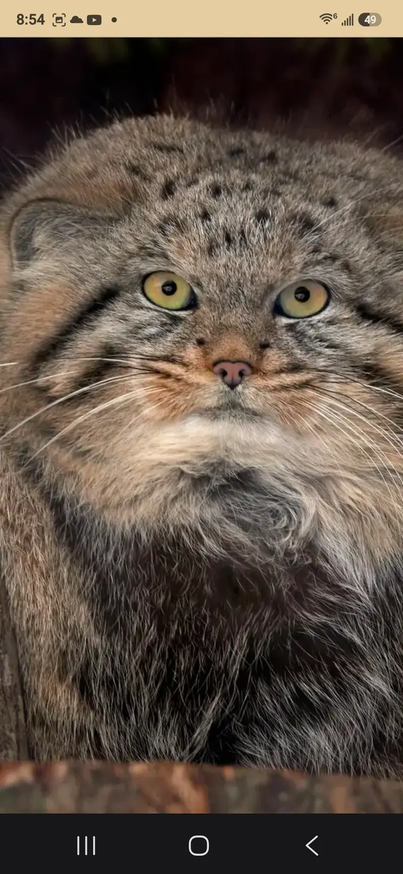 A photograph of a Pallas's cat in Leningrad zoo