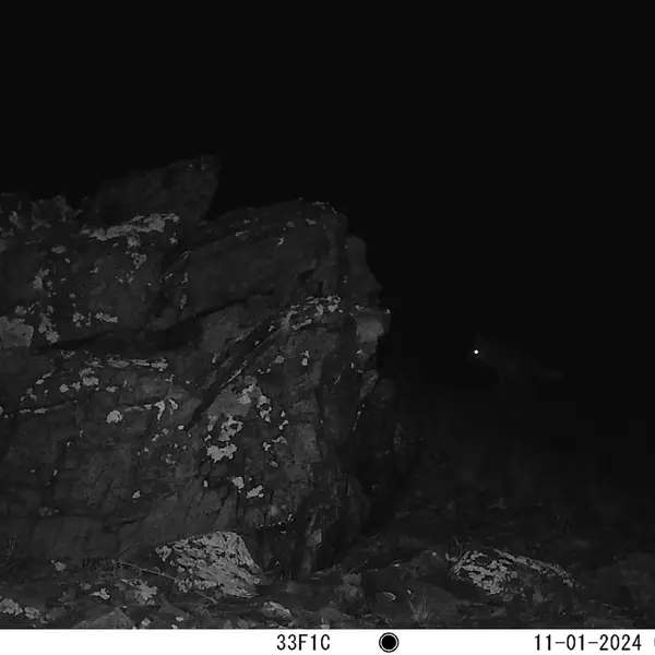 A photograph of Red fox from Karashoky camera trap