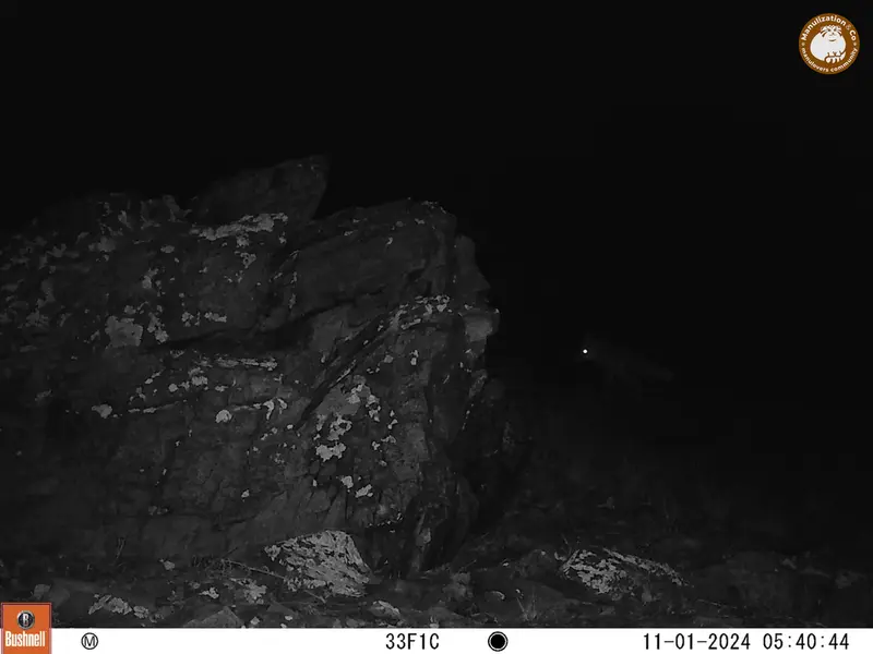 A photograph of Red fox from Karashoky camera trap
