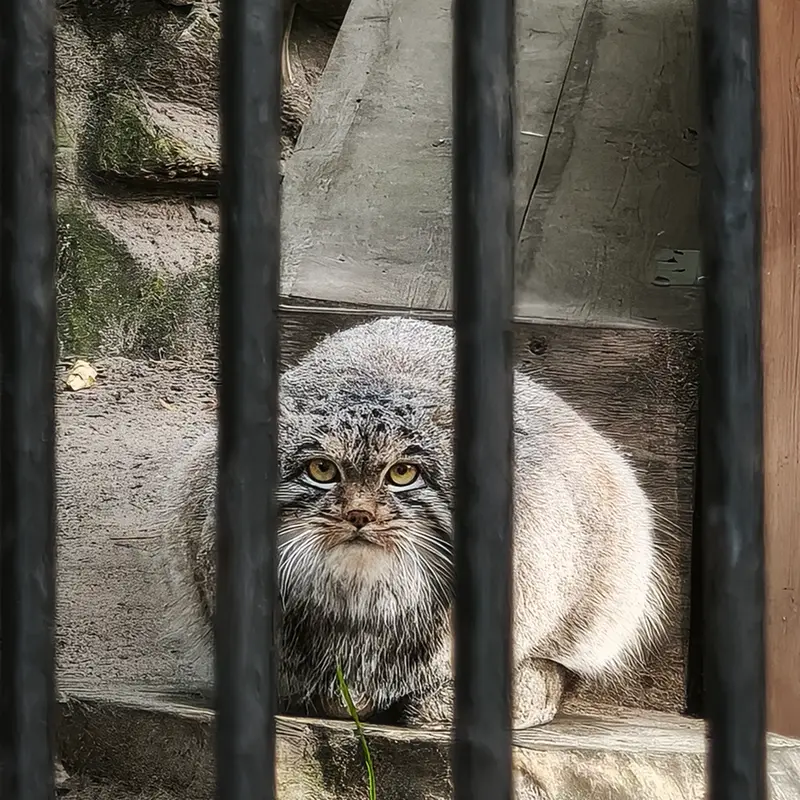 A photograph of Mensu in Novosibirsk Zoo