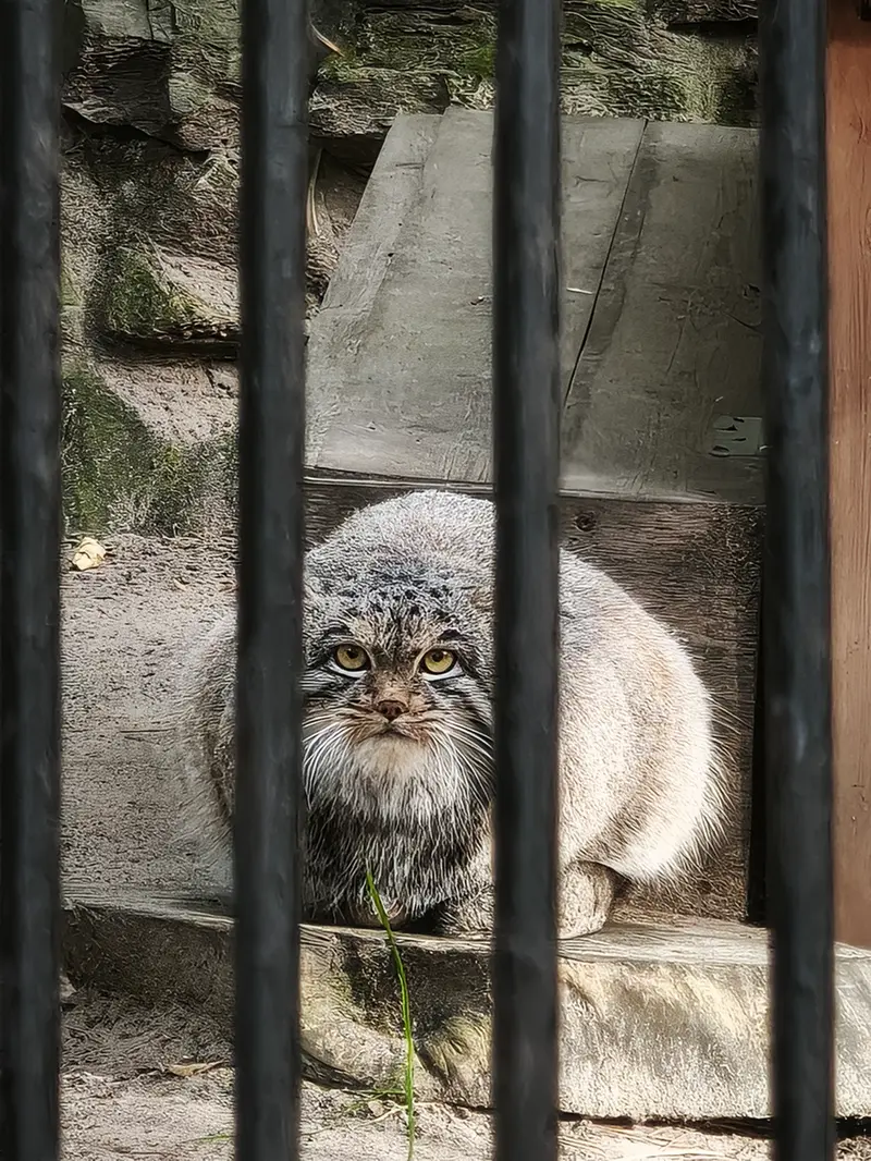 A photograph of Mensu in Novosibirsk Zoo
