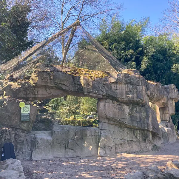 A photograph of a Pallas's cat in Rotterdam Zoo