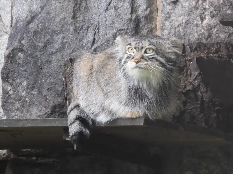 A photograph of a Pallas's cat