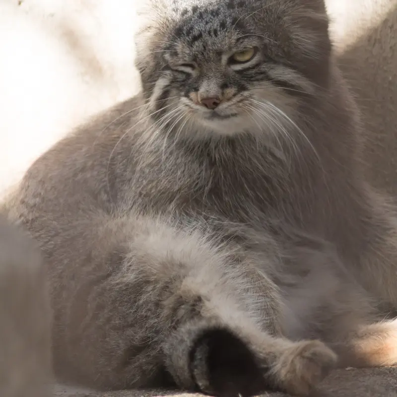 A photograph of Figa in Nogeyama Zoo