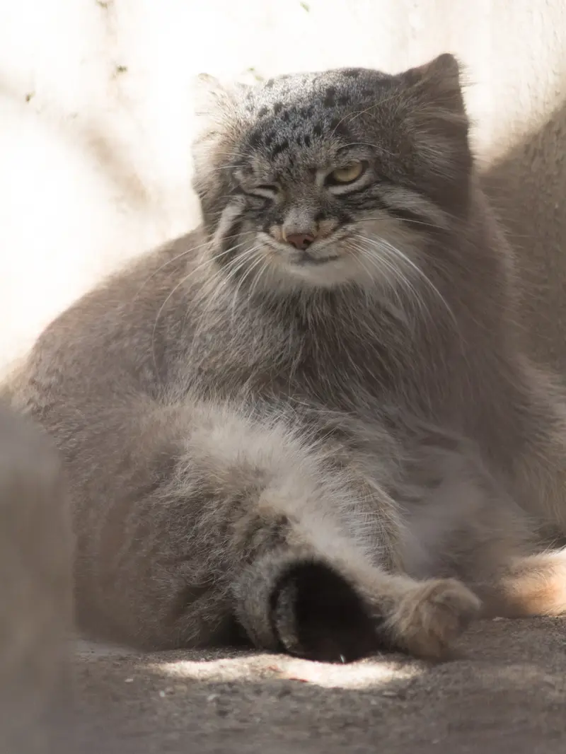 A photograph of Figa in Nogeyama Zoo