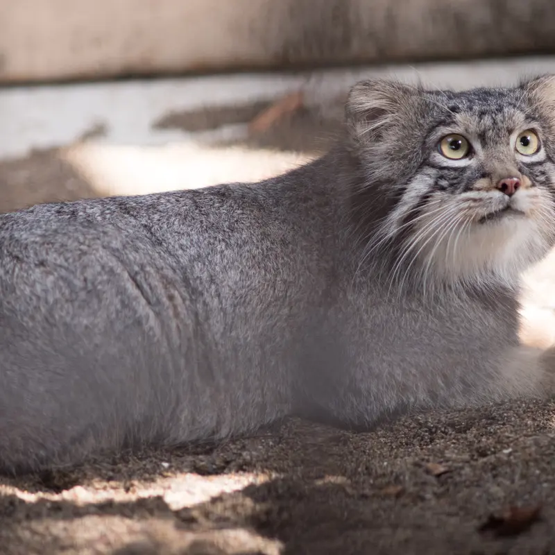 A photograph of Figa in Nogeyama Zoo