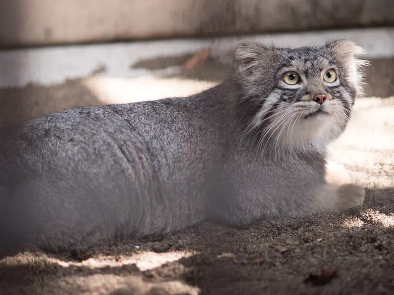 A photograph of Figa in Nogeyama Zoo