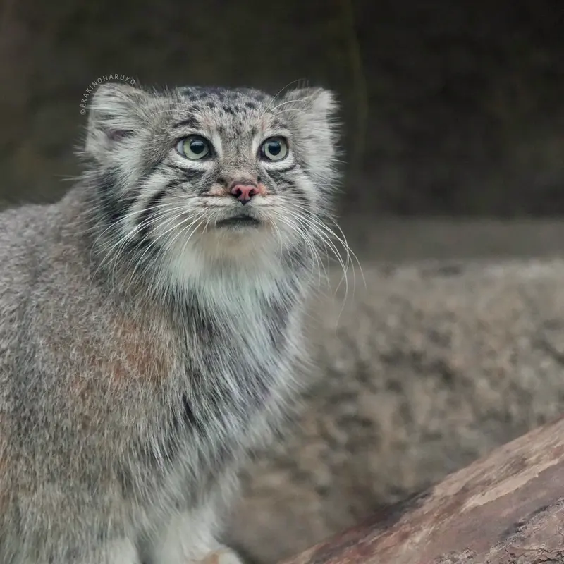 A photograph of Az in Kobe Animal Kingdom