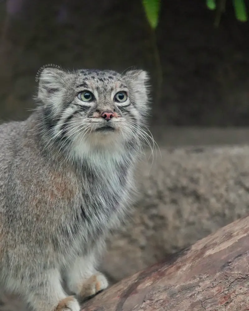 A photograph of Az in Kobe Animal Kingdom