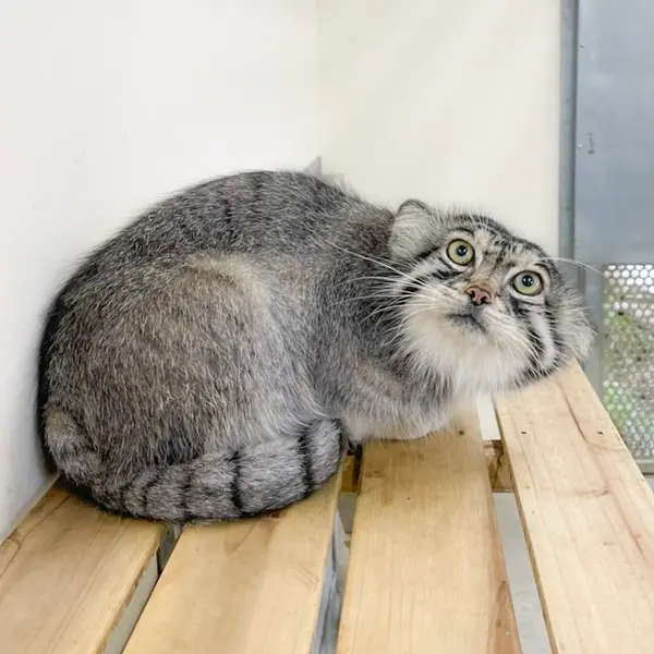 A photograph of Lev in Nasu Animal Kingdom