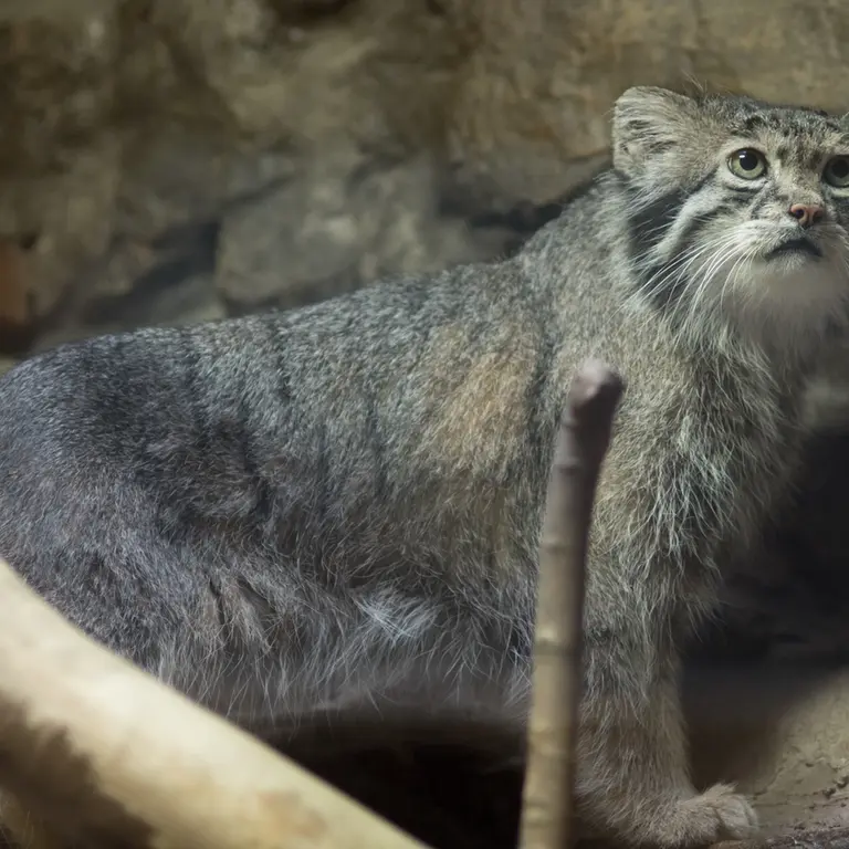 A photograph of Klyon in Ueno Zoological Gardens