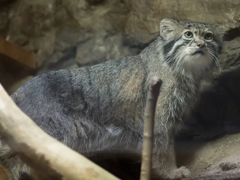 A photograph of Klyon in Ueno Zoological Gardens