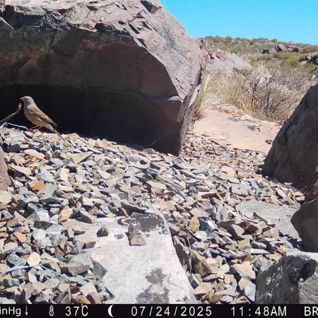 A photograph of a Pallas's cat from Kiikbai camera trap