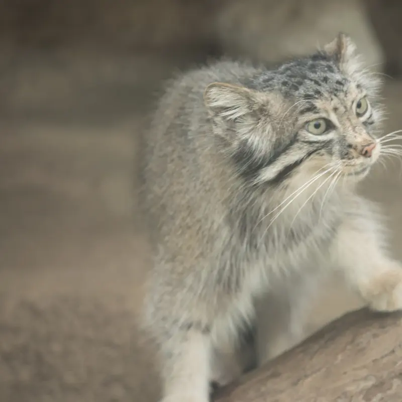 A photograph of Az in Kobe Animal Kingdom
