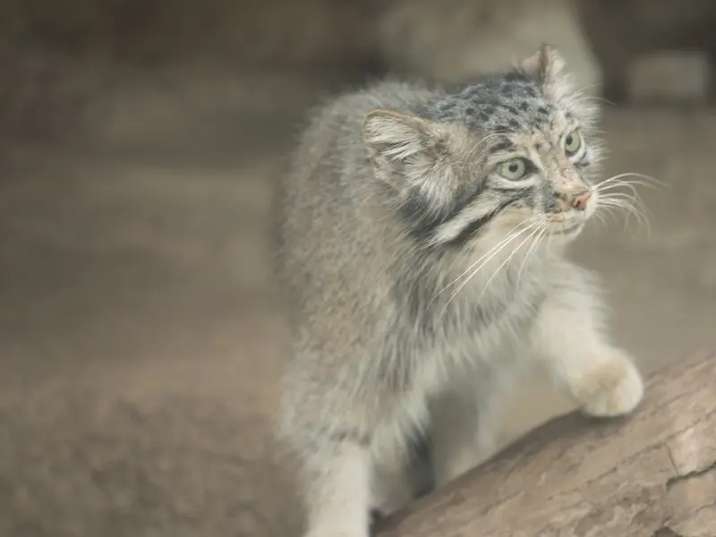 A photograph of Az in Kobe Animal Kingdom
