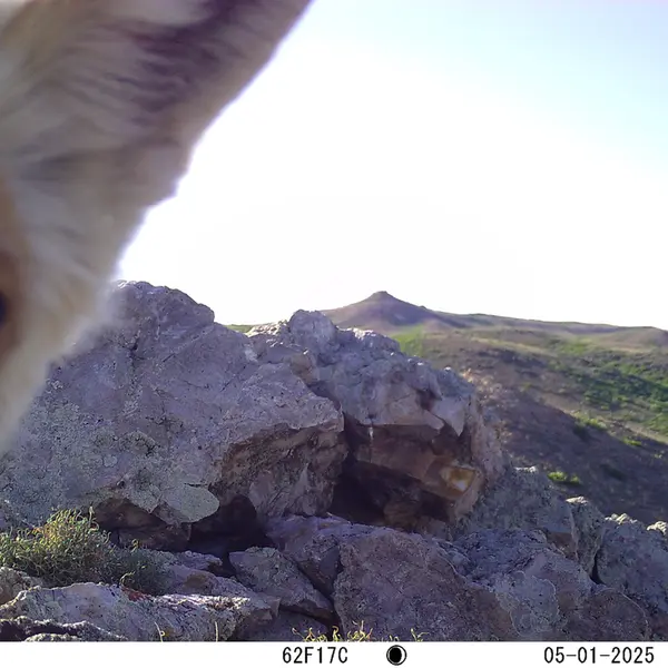 A photograph of Red fox from Besshoky 1 camera trap