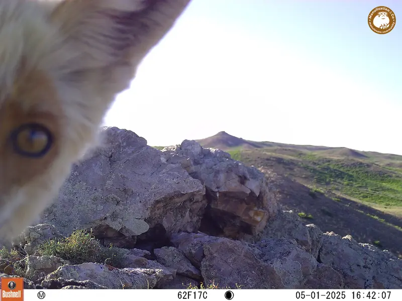 A photograph of Red fox from Besshoky 1 camera trap