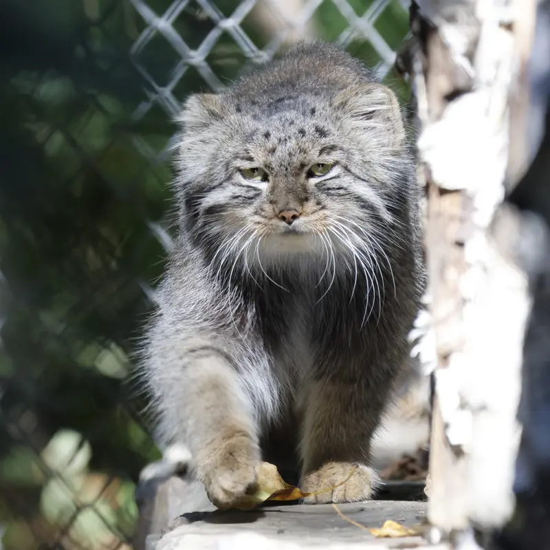 A photograph of Grey in Novosibirsk Zoo