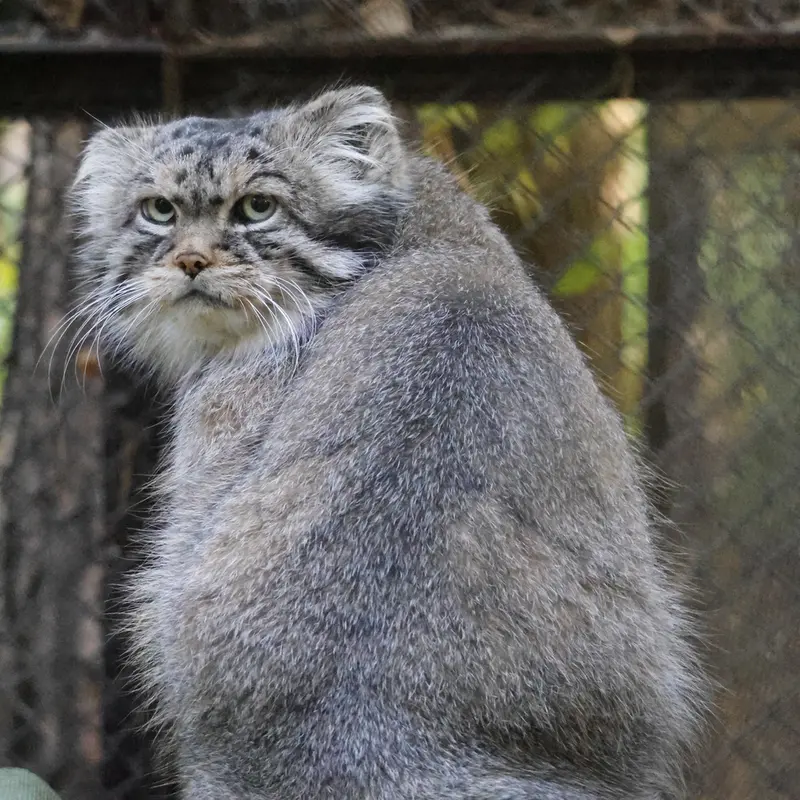 A photograph of George in Novosibirsk Zoo