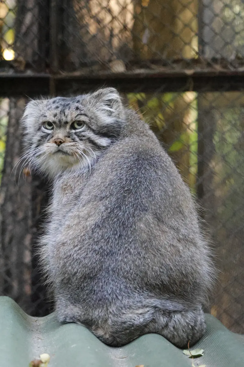 A photograph of George in Novosibirsk Zoo
