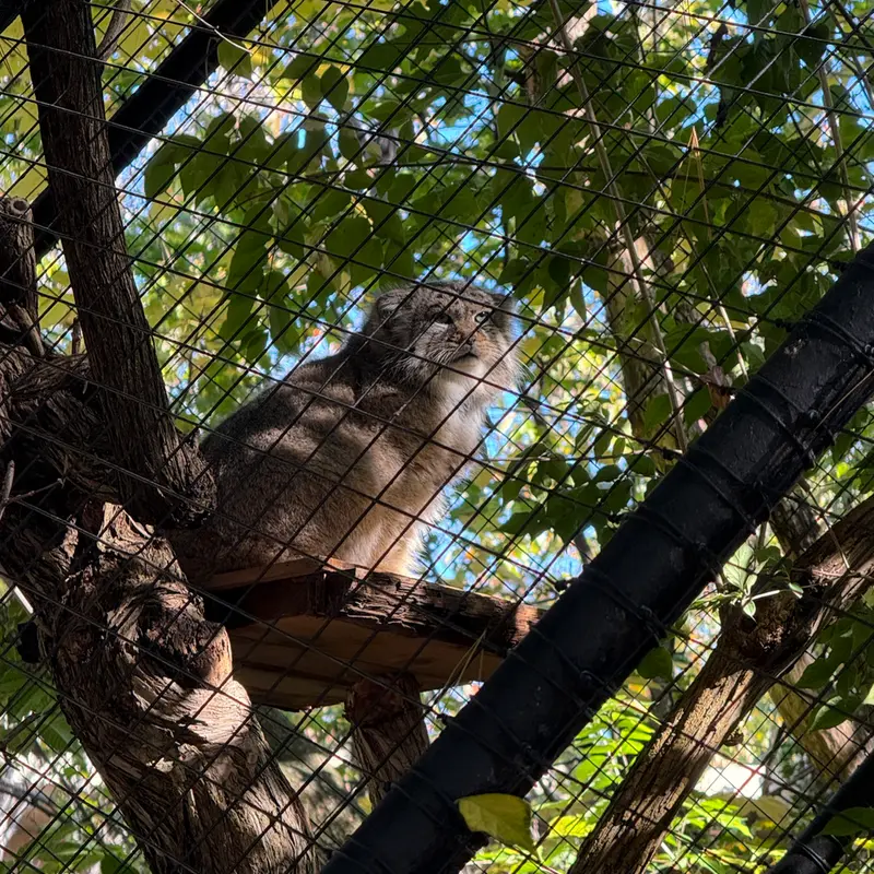 A photograph of Mushu in Cincinnati Zoo