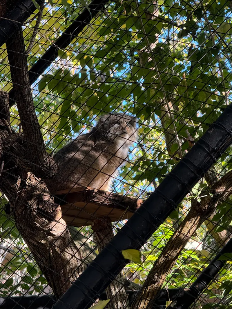 A photograph of Mushu in Cincinnati Zoo