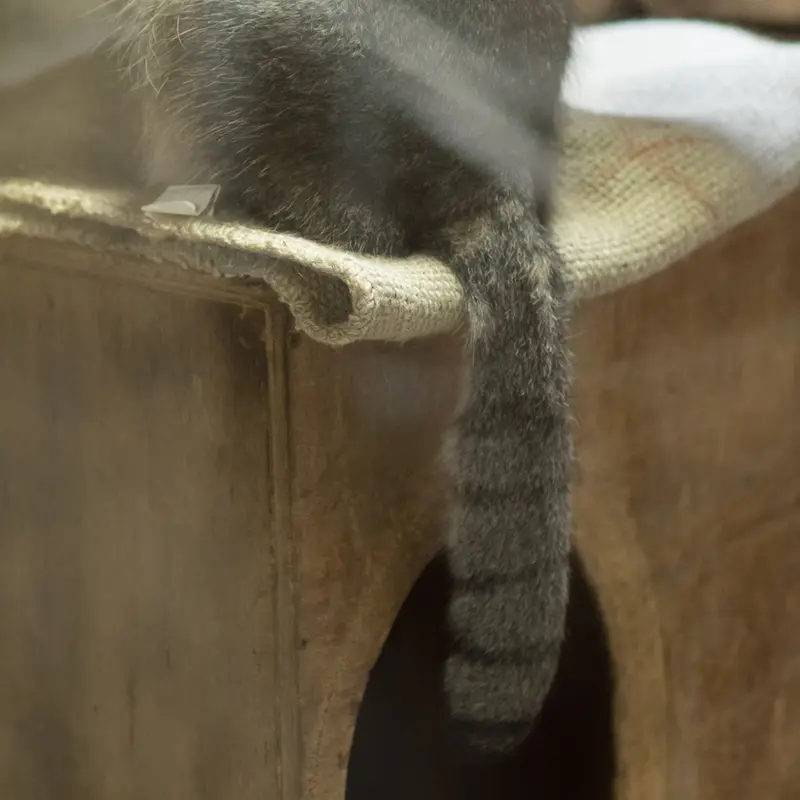 A photograph of Klyon in Ueno Zoological Gardens