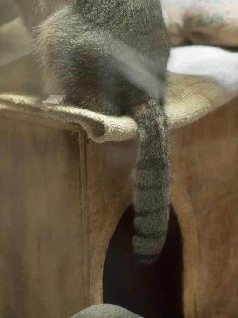 A photograph of Klyon in Ueno Zoological Gardens