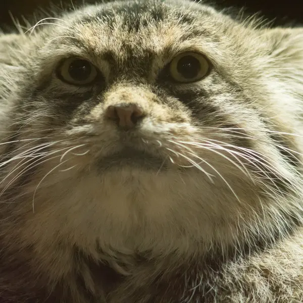 A photograph of Primula in Ueno Zoological Gardens