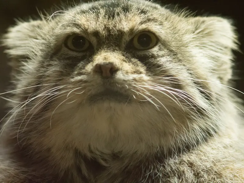 A photograph of Primula in Ueno Zoological Gardens
