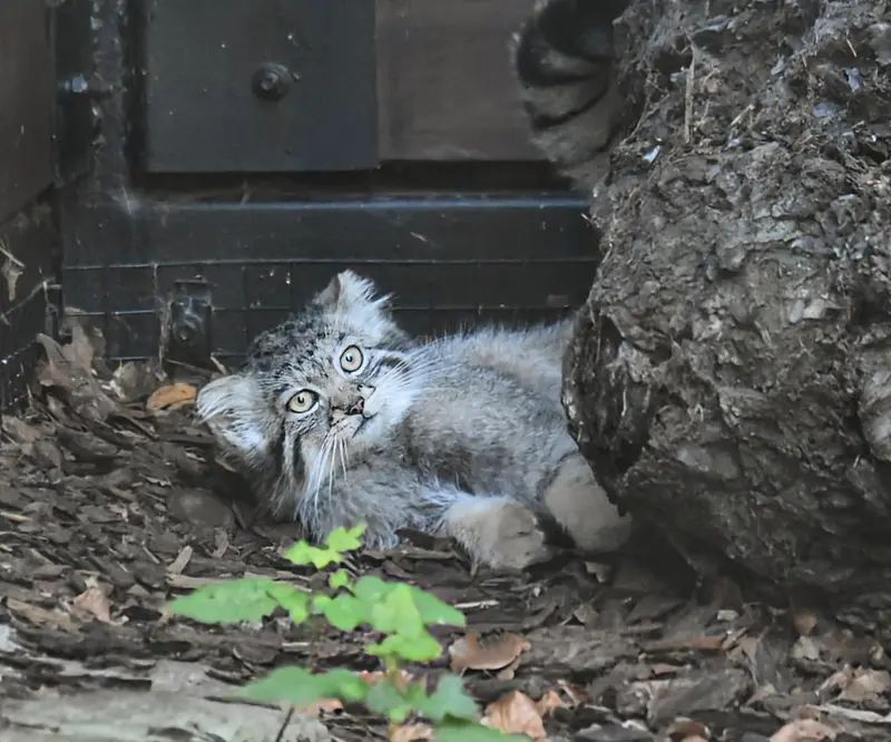 A photograph of Kitten of Ula b. 2025 Ⅳ in Gdansk Zoo