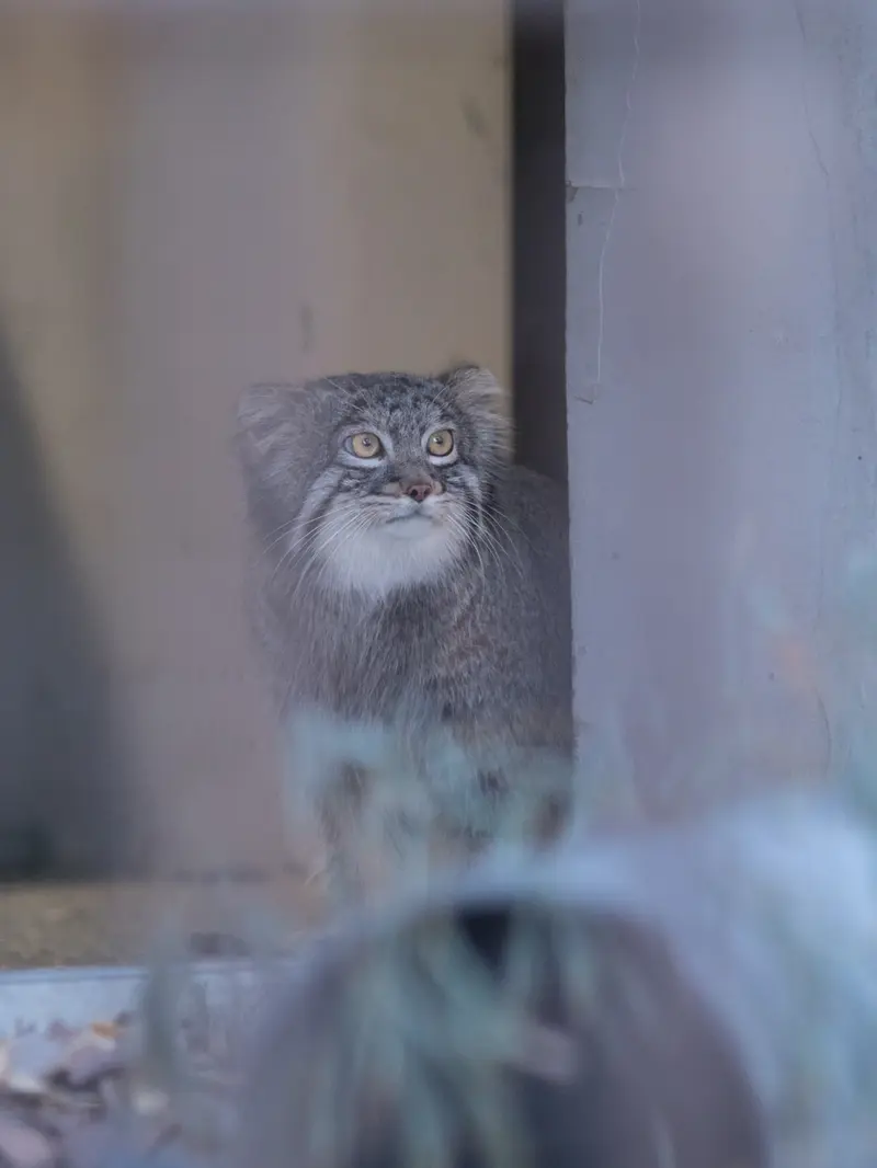A photograph of Figa in Nogeyama Zoo