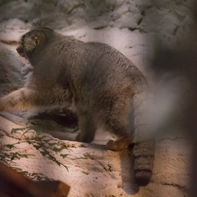 A photograph of Figa in Nogeyama Zoo