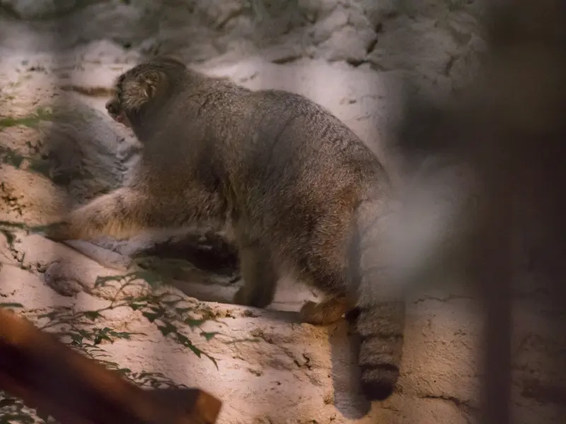 A photograph of Figa in Nogeyama Zoo