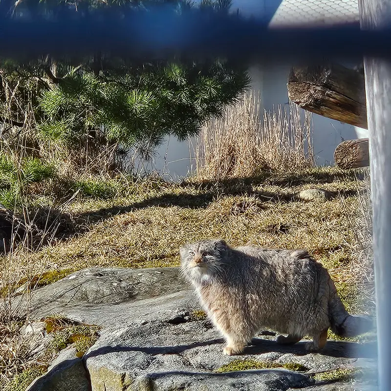 A photograph of Mimi in Korkeasaari Zoo