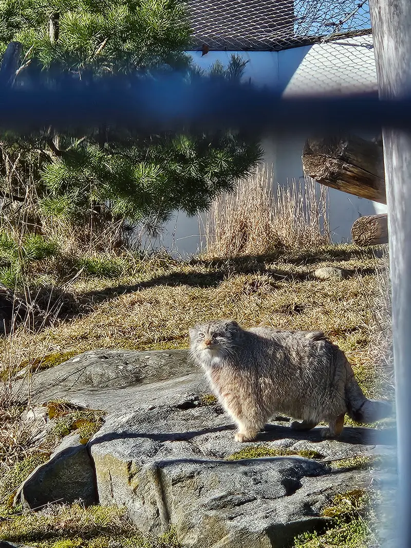 A photograph of Mimi in Korkeasaari Zoo