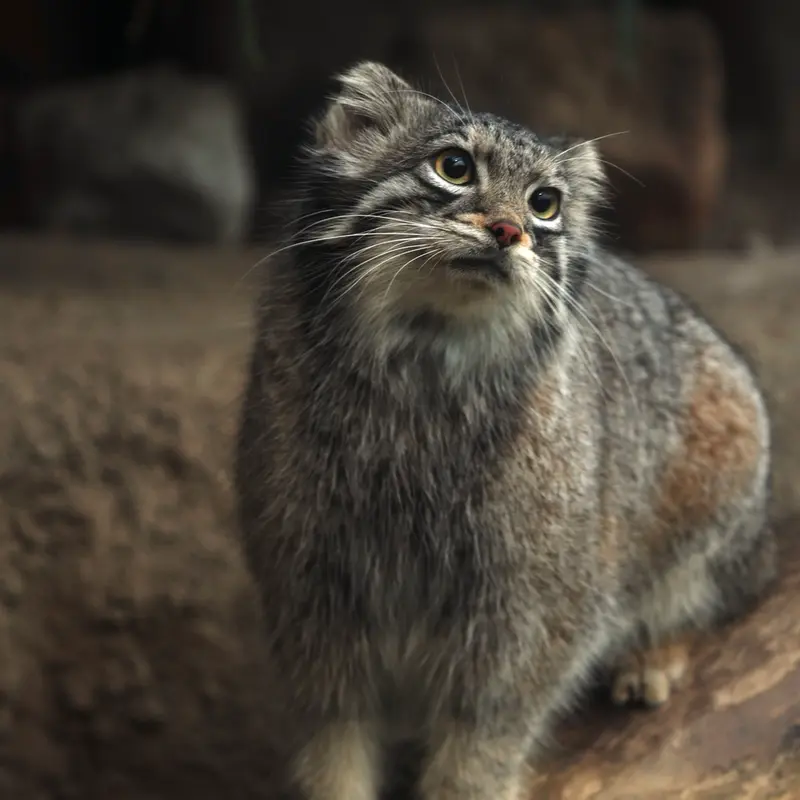 A photograph of Oto in Kobe Animal Kingdom